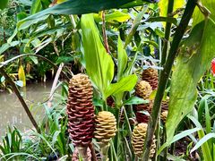 -中国科学院西双版纳热带植物园