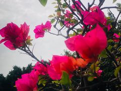 -怡海公园(桂城街道)