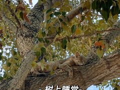 -库伦旗银沙湾旅游景区