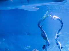 -烟台海昌鲸鲨海洋公园