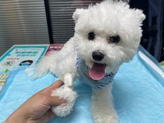 -伟伟宠物医院·CT影像中心·瑞派犬猫综合性门诊(汉口总院)