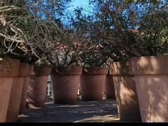 -平湖九龙山庄园圣马可酒店