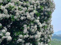 -龙坞茶村