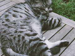 -喵屿·大理花园猫咖