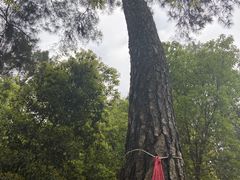 -铁山坪森林公园