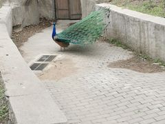 -沈阳森林动物园