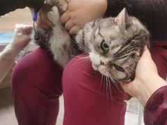 -纳吉亚猫专科动物医院(康都外科中心)