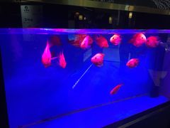 -蜀锦堂·川味现炒(襄阳武商汇店)