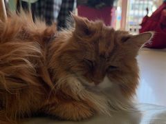 -平行世界·猫咖(首经贸店)