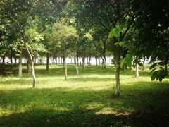 -顺峰山公园