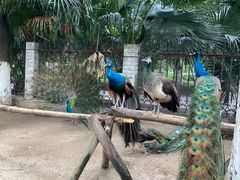 -荆州中山公园动物园