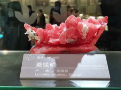 -中国地质博物馆