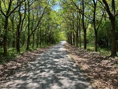 -上海海湾国家森林公园