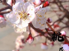 -济南国际园博园