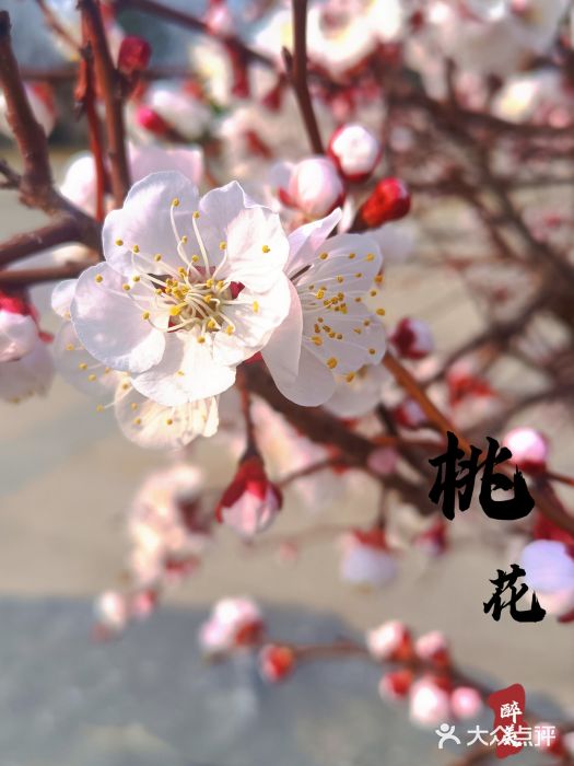 济南国际园博园图片