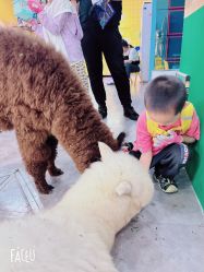 -神奇动物撸宠馆·羊驼·小浣熊·异宠(豫园店)