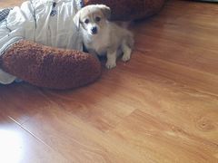 -瑞鹏宠物医院·爱宠堂·骨外专科(西荷分院)