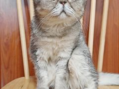 -楼上猫咖(罗湖店)