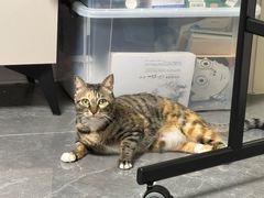 -纳吉亚猫专科动物医院·北北分院