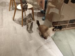 -猫儿山۰猫主题餐厅
