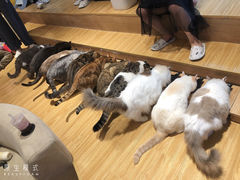 -啵啵喵·猫咖(攀华国际店)