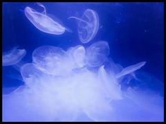 -多彩贵州城极地海洋世界