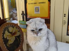 -猫小院猫主题餐厅(南锣旗舰店)