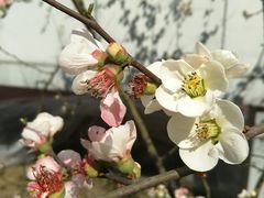 -秀丽东方