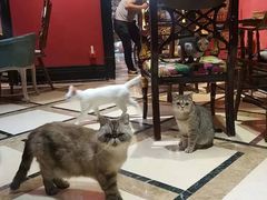 -猫色咖啡·猫咖