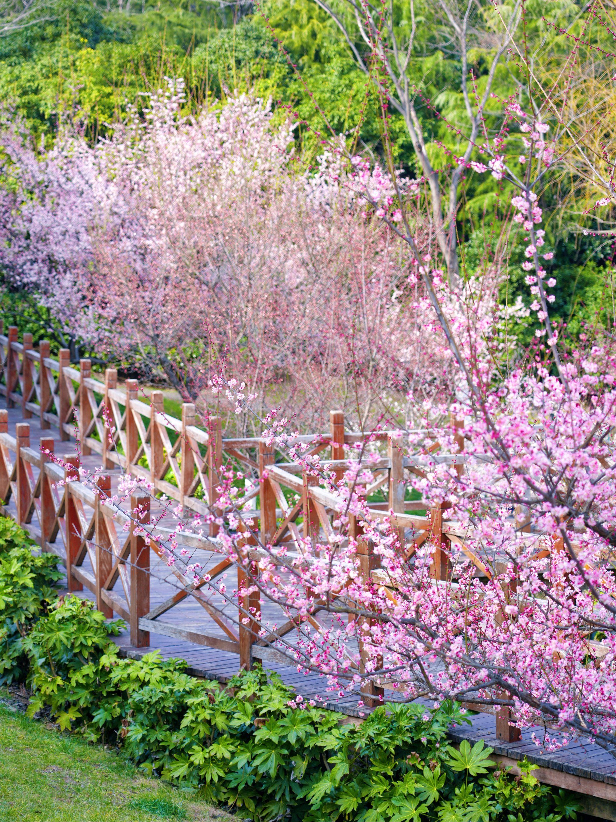 这里从来不会缺席

🏞️匡河公园的梅花一直备受游客的欢迎