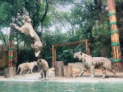 -广州长隆野生动物世界