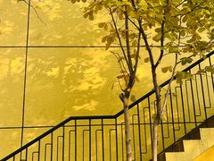 -三里屯东五街银杏大道