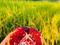 -北坞公园