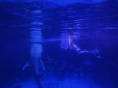 -烟台海昌鲸鲨海洋公园