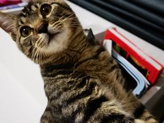 -爱侣宠医·鹦鹉专科·小型哺乳类·异宠专科(灵石路店)