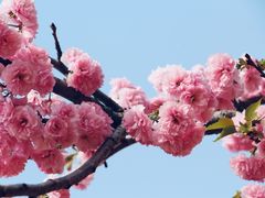-天适樱花悠乐园