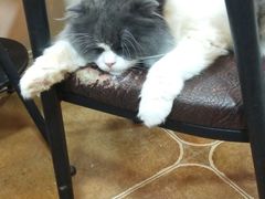 -李小姐の猫咖啡馆(五角场店)