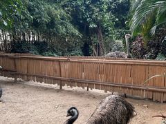 -广州长隆飞鸟乐园