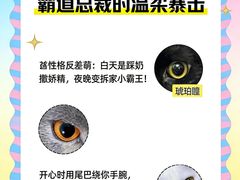 -翊宠yipet猫狗购宠庄园犬舍•猫舍