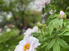 -拢香糕点(万达店)