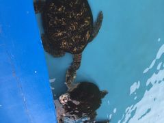 -北戴河圣蓝海洋公园