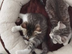 -艾贝尔宠物医院·24H转诊中心·肿瘤猫专科(江宁双龙店)