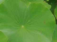 -嘉北郊野公园
