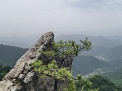 -王顺山国家森林公园