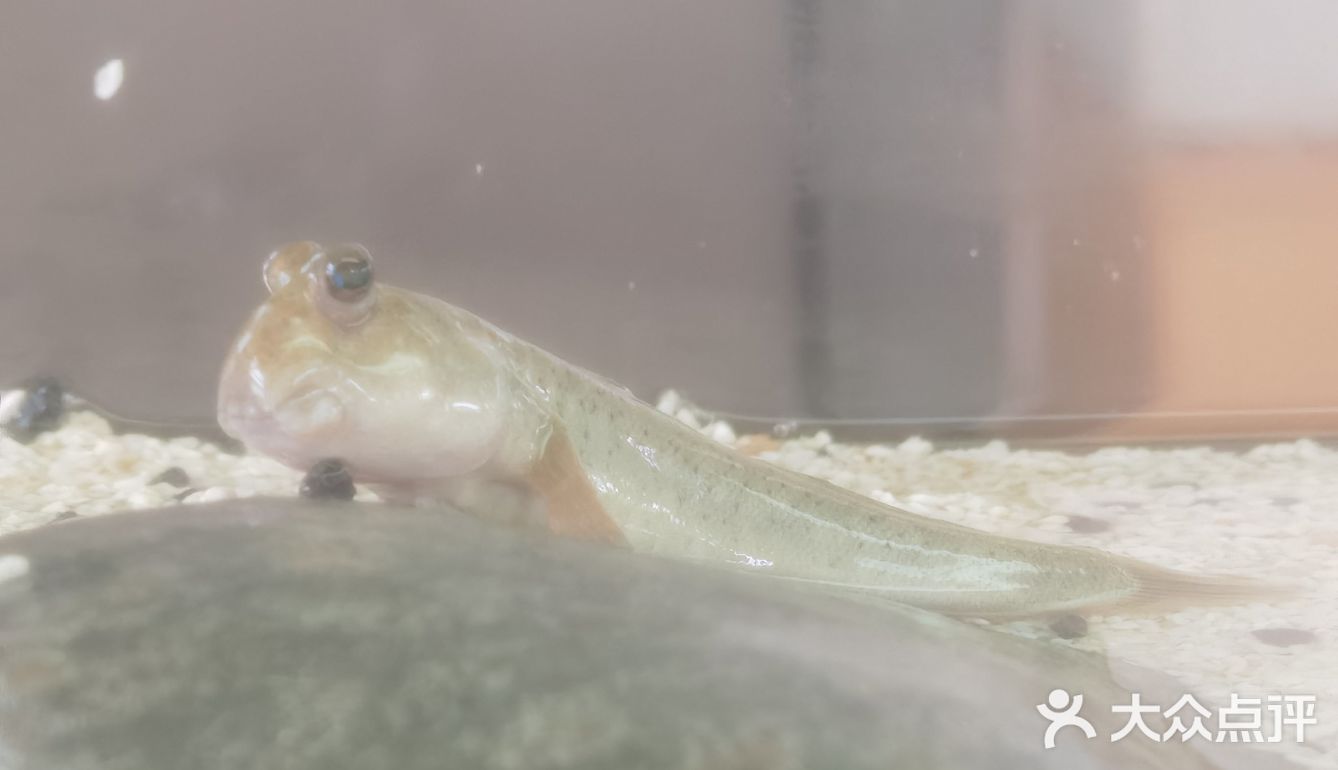 香港湿地公园看大鳄鱼贝贝