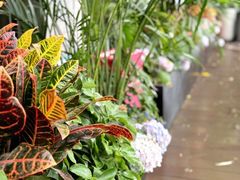 -风渡嘉荷·美式西餐·牛排(西三旗金隅店)