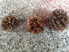 照片4-狐尾山公园