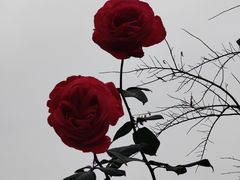 -映月湖公园