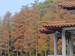 -深圳仙湖植物园