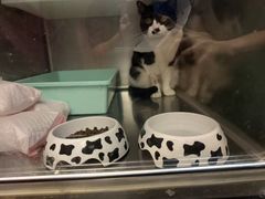 -伟伟宠物医院·瑞派猫友好医院·猫科(光谷店)